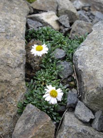 Erigeron scopulinus